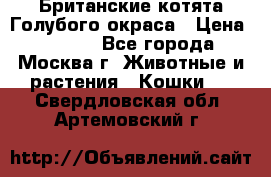 Британские котята Голубого окраса › Цена ­ 8 000 - Все города, Москва г. Животные и растения » Кошки   . Свердловская обл.,Артемовский г.